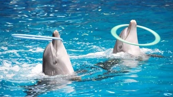 Jesse yunuslarla eğleniyor