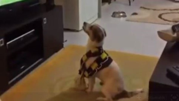 Kjaer golü attı, sevimli köpek çıldırdı!