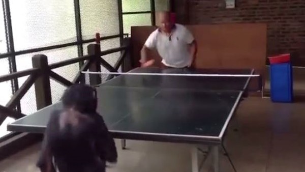 Masa tenisinde rakip tanımayan maymun