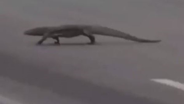 Formula 1'de dev kertenkele