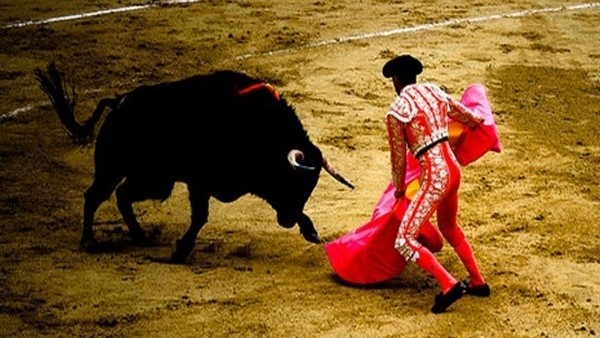 Boğa güreşinde inanılmaz olay!
