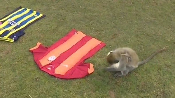 Maymun  Kola derbi için tahminini yaptı