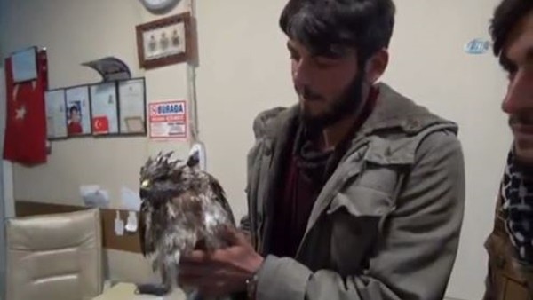 Yaralı kartalı Beşiktaş taraftarı kurtardı