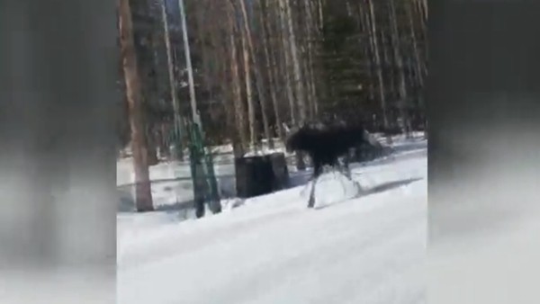 ABD'li kayakçılara geyik sürprizi