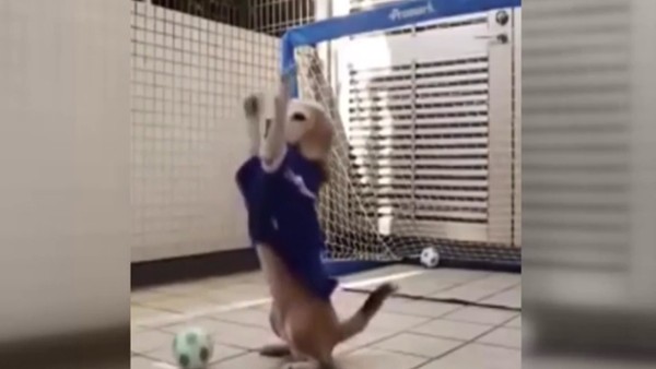 Muslera'ya özenen köpek!