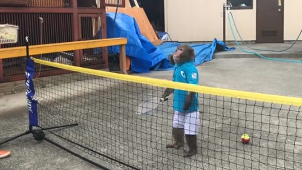 Tenisçi maymun hayrete düşürdü