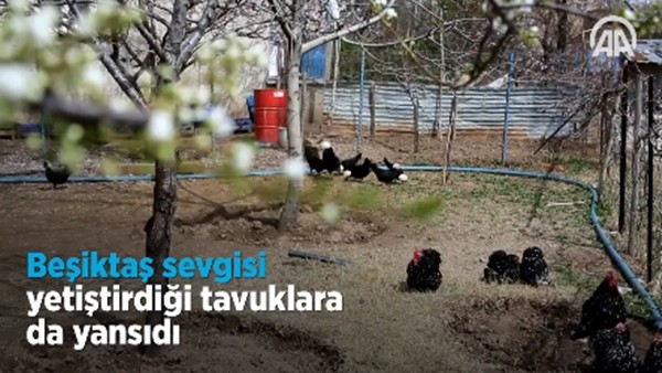 Beşiktaş sevgisi yetiştirdiği tavuklara da yansıdı