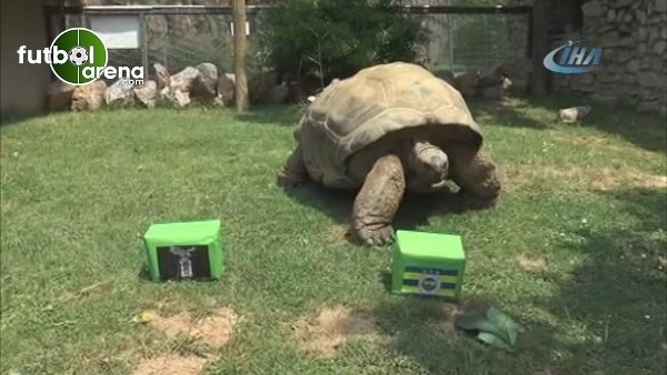 97 yaşındaki kaplumbağa Tuki'den derbi tahmini