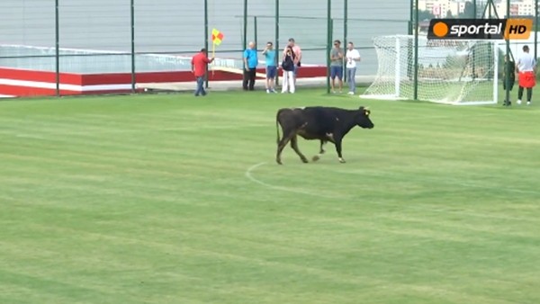 Sahaya inek ve köpek girince maç yarıda kaldı