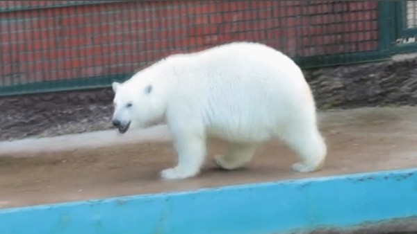  'Kahin' kutup ayısı Nika'dan, Konfederasyon Kupası yarı final tahmini!