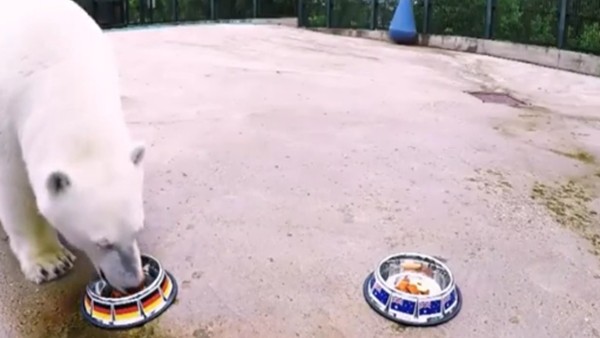 Yeni kahin kutup ayısı