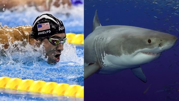 Phelps beyaz köpek balığı ile yarışacak!