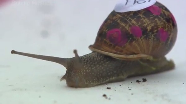 Salyangoz yarışı büyük ilgi çekti!