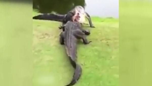 Golf sahasında timsah kavgası!