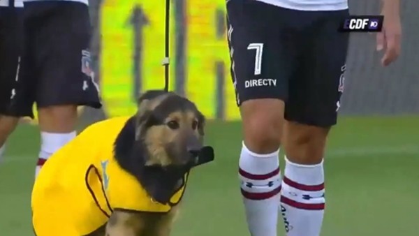 Sahaya köpeklerle çıktılar