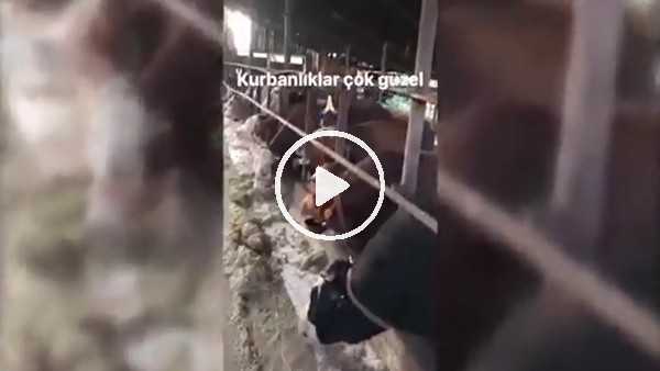 Gökhan Töre'den kurbanlık paylaşımı
