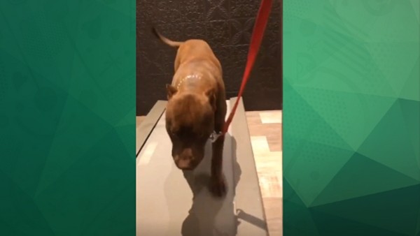 Felipe Melo köpeğini fit tutuyor