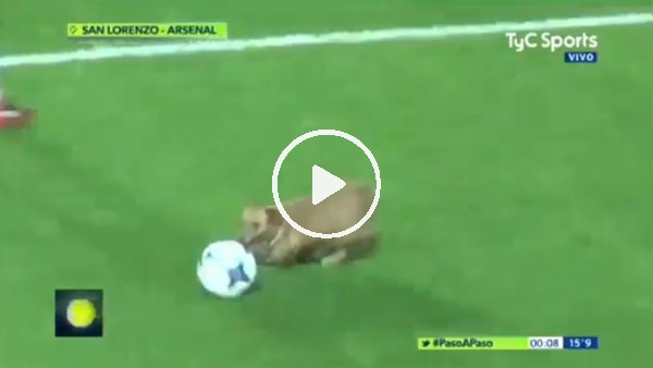 Sahaya giren köpek oyunu güzelleştirdi