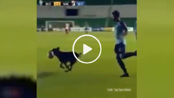 Sahaya giren köpek ortalığı karıştırdı!