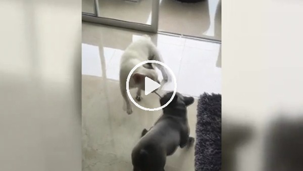 Mondragon'un köpekleri sosyal medyada ilgi odağı oldu