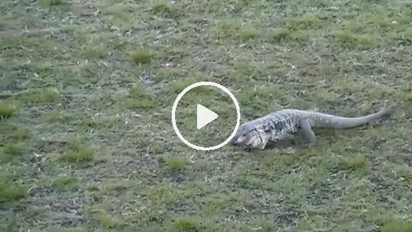 Sahaya kertenkele girdi