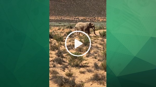 Fikret Orman tatil için Güney Afrika'da!