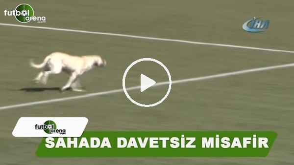 Sahada davetsiz misafir