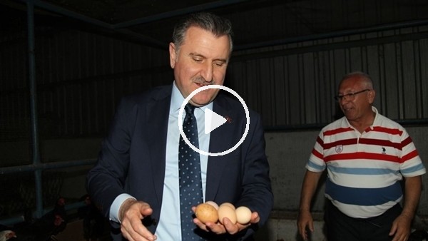 Bakan Osman Aşkın Bak yumurta topladı