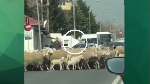 Steaua Bükreş Başkanı Becali'nin koyunlarla mücadelesi