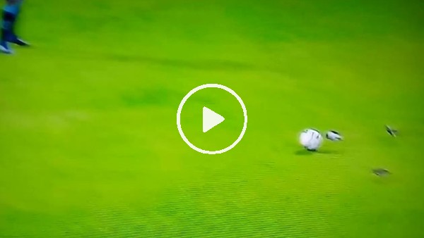 Kuşun talihsiz anı! 