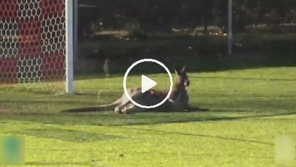 Sahaya kanguru girdi