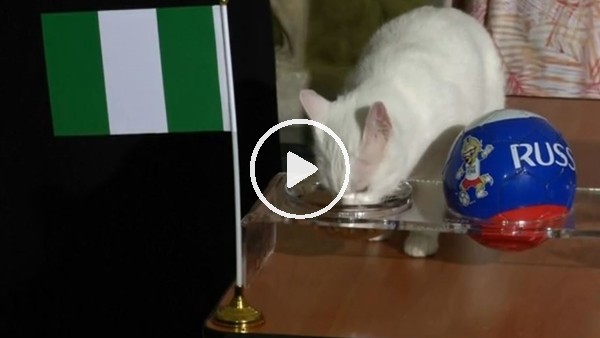 Kahin kedi Nijerya'nın Arjantin'i yeneceğini öngürdü!