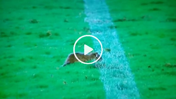 Brezilya'da sahaya fare girdi