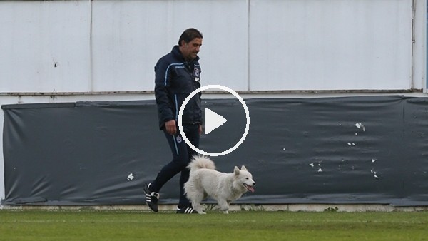 Ünal Karaman sokak köpeğine sahip çıktı