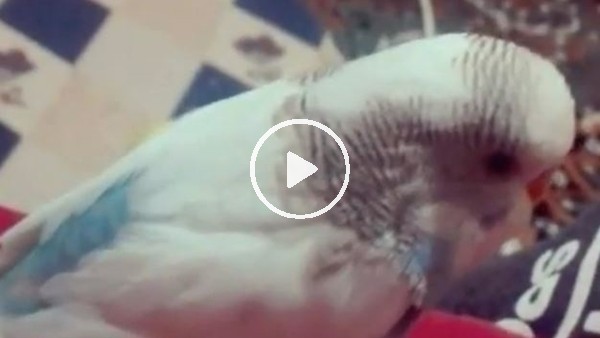 "Şampiyon Beşiktaş" diyen muhabet kuşu