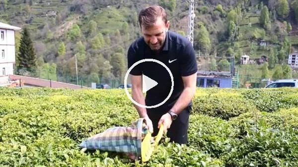 Okan Buruk çay topladı