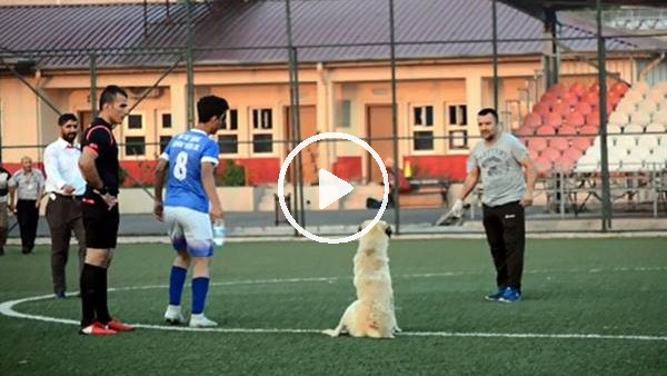 Oyun oynamak isteyen köpek sahaya girince maça ara verildi