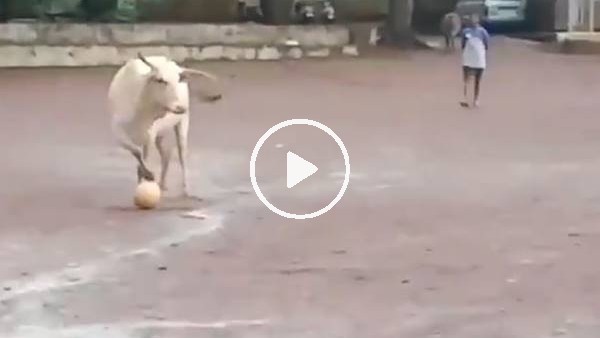 Hindistan'da çocuklarla top oynayan inek gündem oldu 