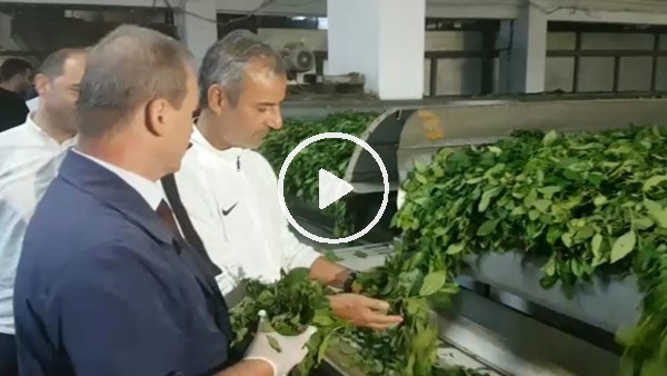 İsmail Kartal ve futbolculardan çay fabrikasına ziyaret