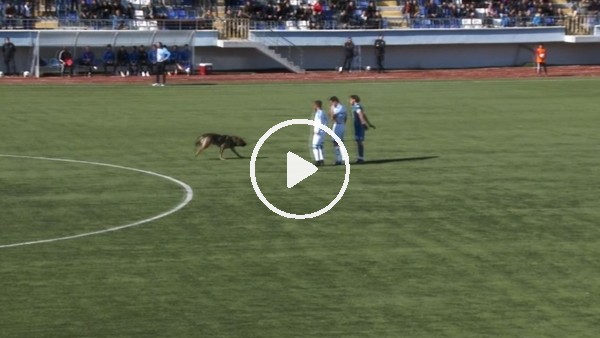 Sahaya köpek girince maç 10 dakika durdu