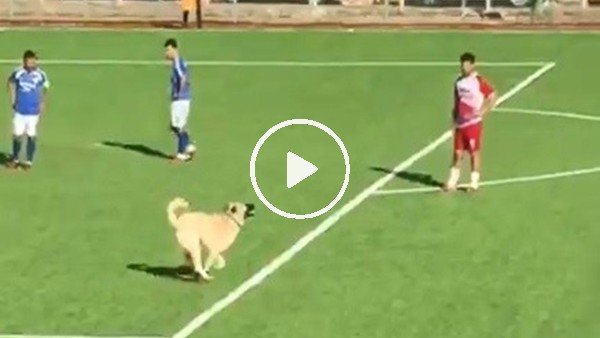 Maç sırasında sahaya giren köpek çıkmak istemeyince devreye futbolcular girdi