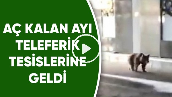 Aç kalan ayı Uludağ'da teleferik tesislerine geldi