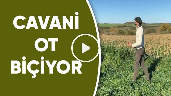  Cavani ot biçiyor