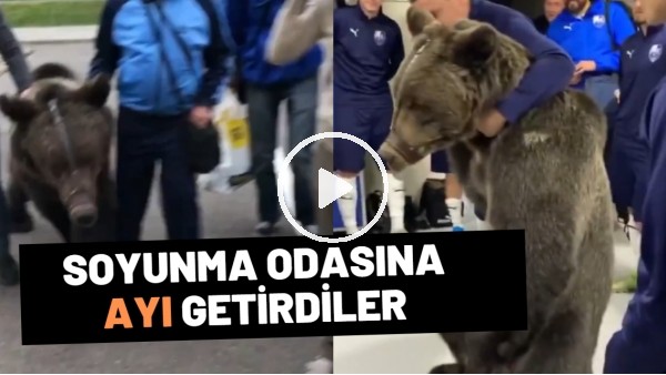 Soyunma odasına ayı getirdiler