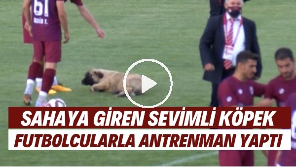 Sevimli köpek önce futbolcularla antrenman yaptı sonra sahadan çıkmadı. 